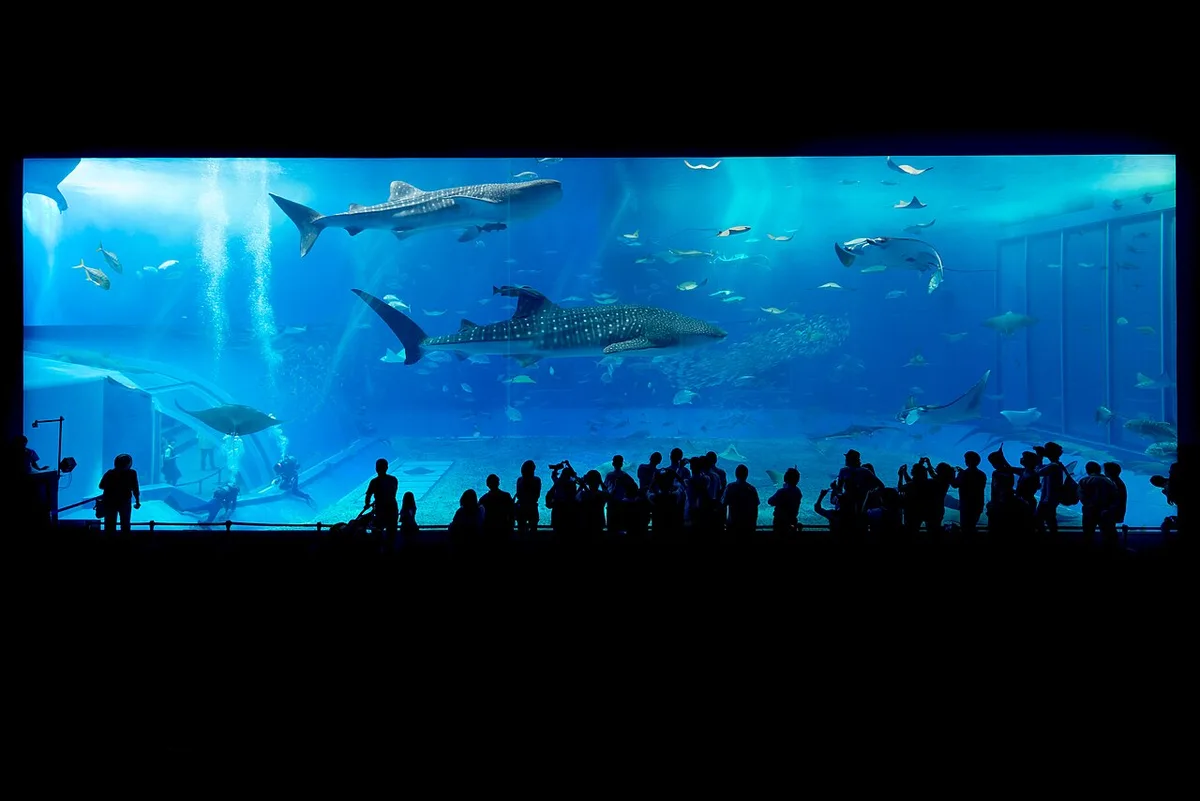 Silhouetted visitors in front of a huge blue aquarium tank where two whale sharks and manta rays swim