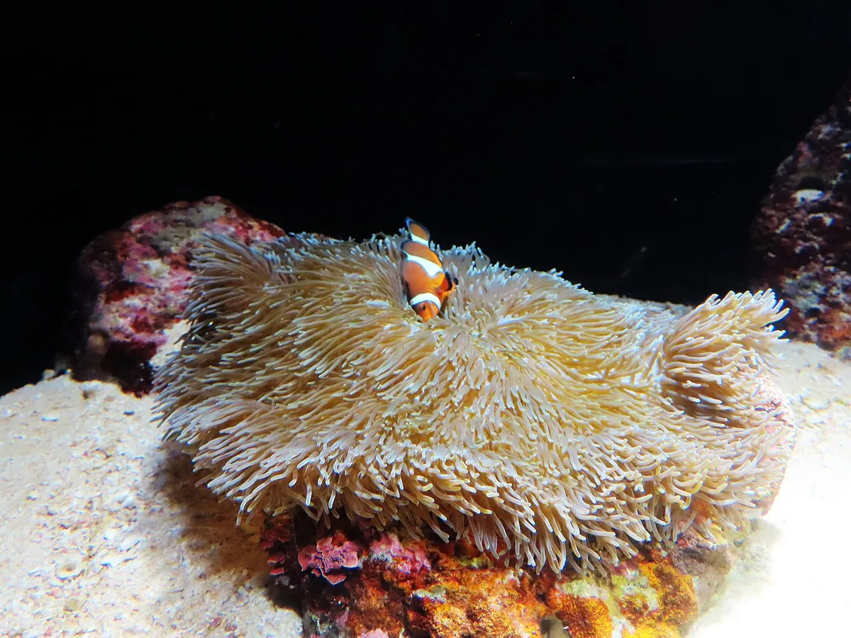 An orange-and-white clownfish nestled in a pale sea anemone in a dark aquarium tank