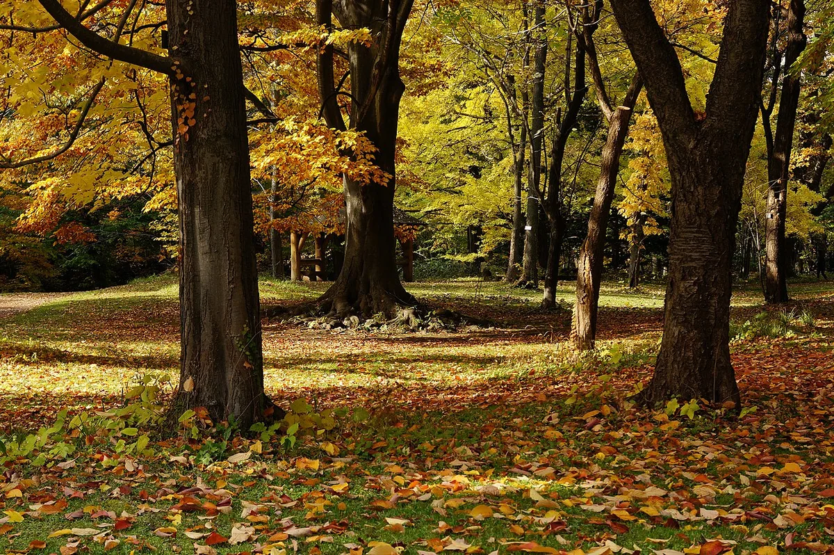 Yellow and orange autumn leaves on the trees and lawn of the Hokkaido University Botanic Garden in Sapporo