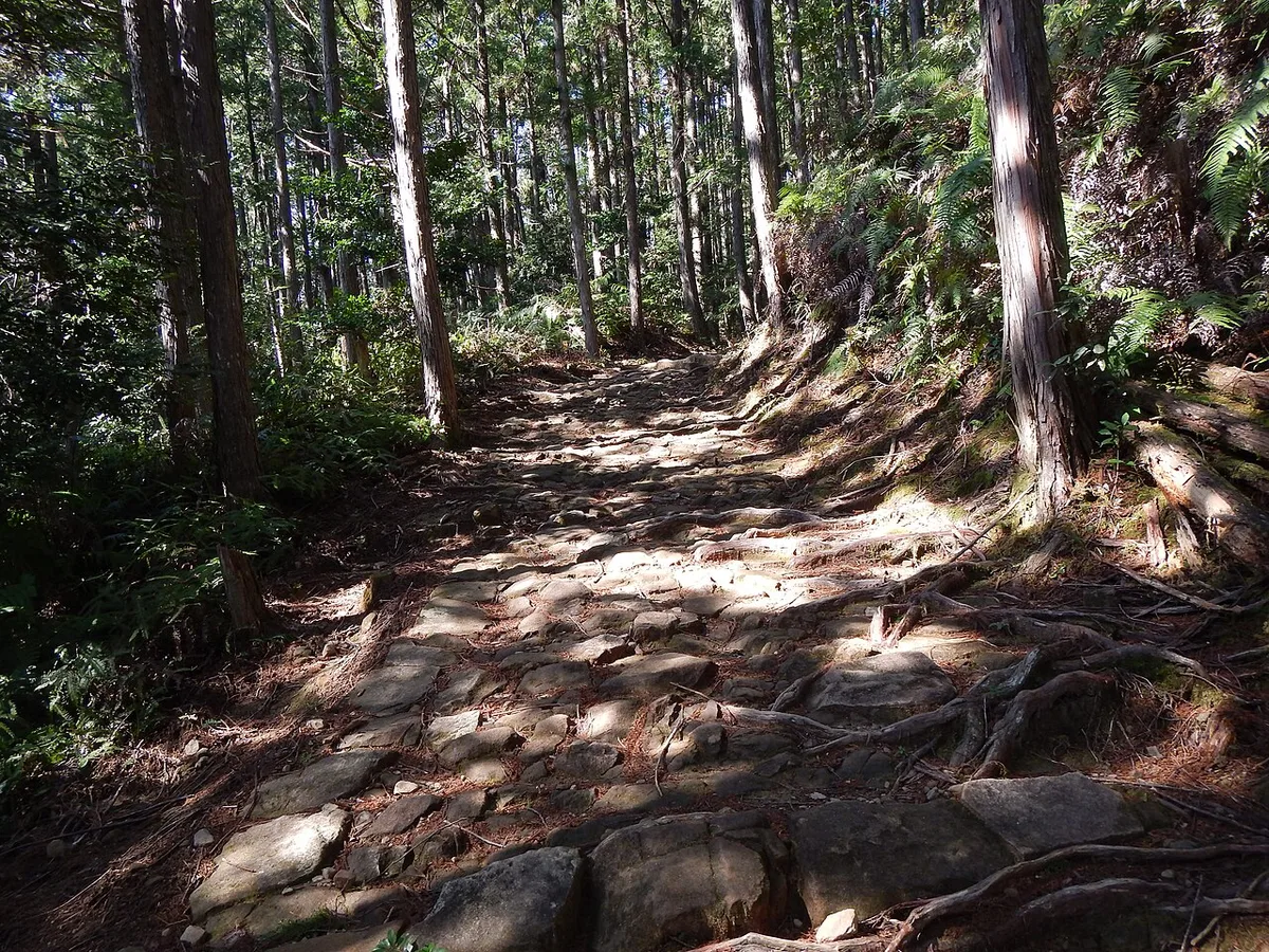 A stone-paved section of the Nakahechi trail through cedar forest, with sunlight on the stones and tree roots