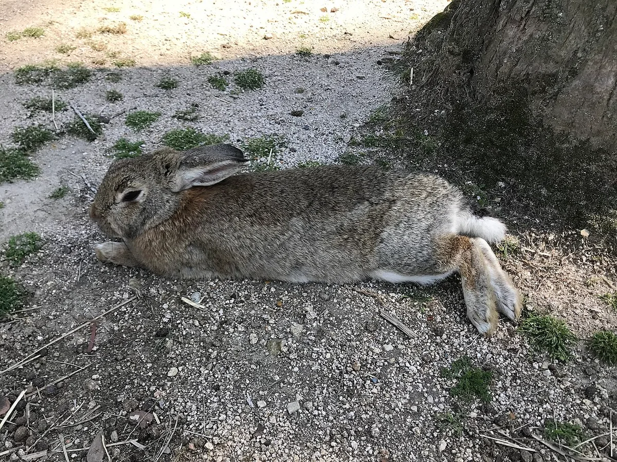 A brown wild rabbit stretched out on gravel in the shade of a tree on Okunoshima