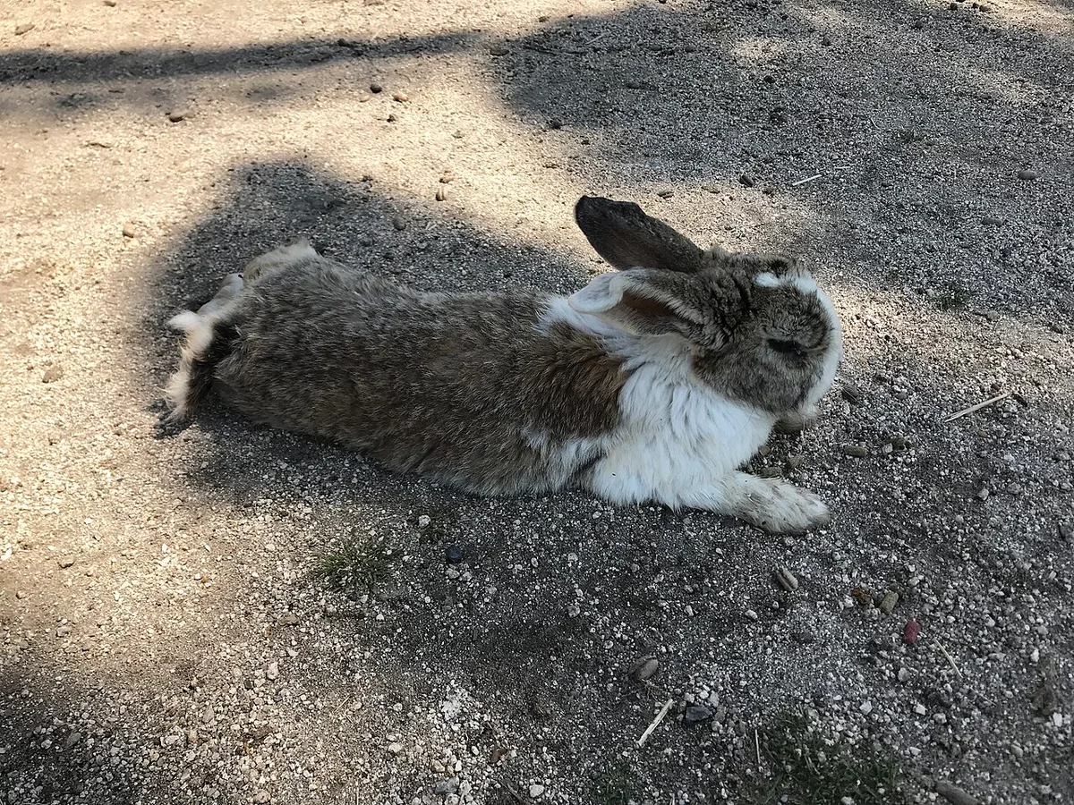 A brown and white rabbit lying on a sandy path on Okunoshima