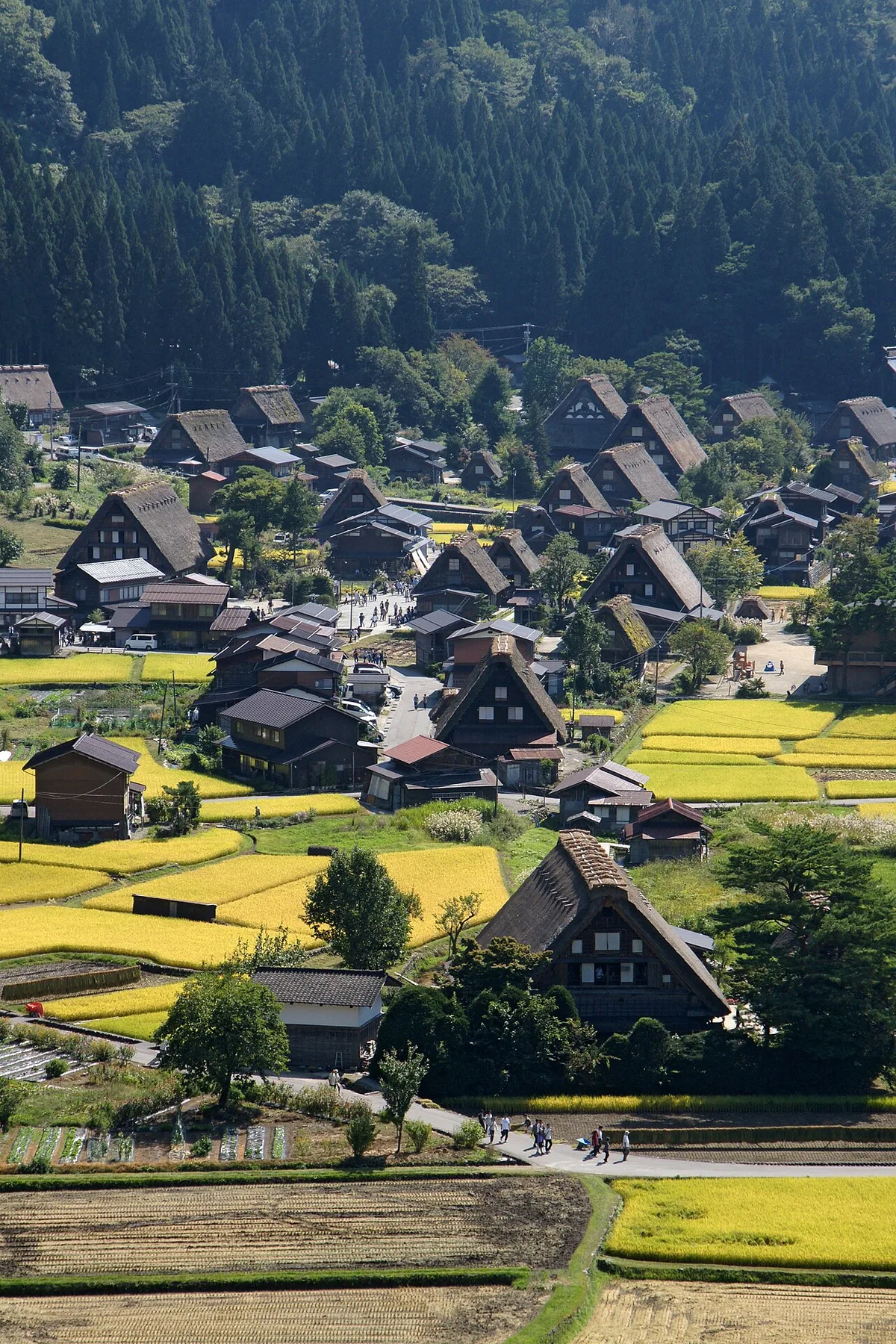 Steep thatched gassho houses of Ogimachi village, Shirakawa-go, among golden rice fields below a forested hillside