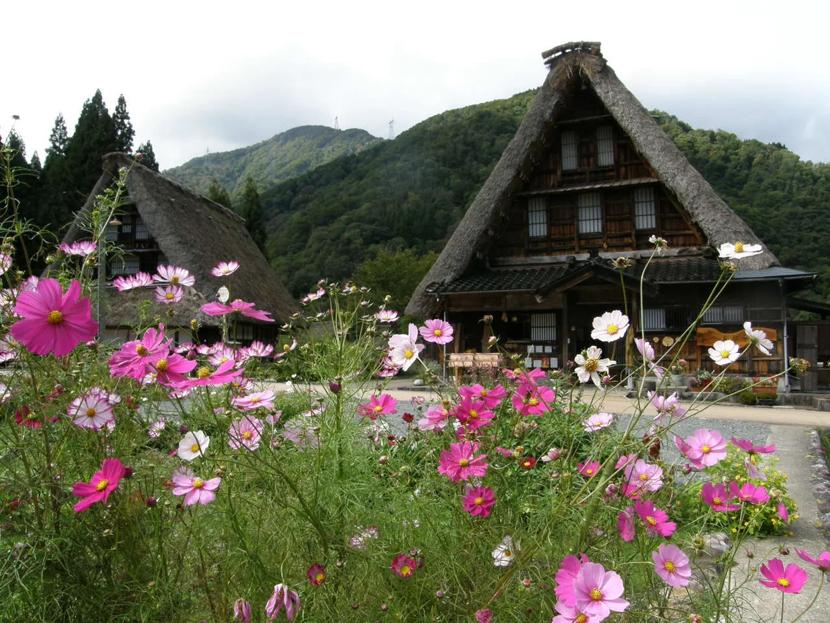 Pink and white cosmos flowers in front of two steep thatched farmhouses in Suganuma